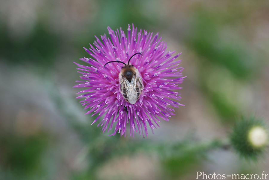 Amelliga albigena